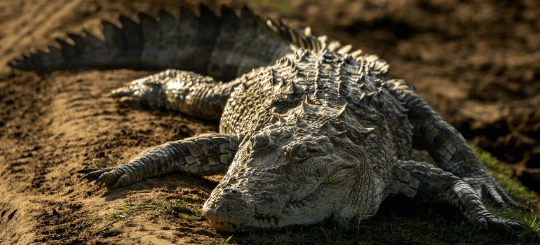 Lunugamwehera National Park