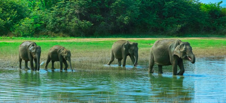 Bundala National Park
