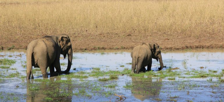 Kumana National Park